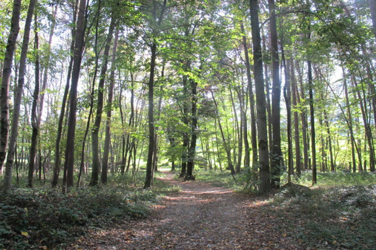 Galleria panoramica